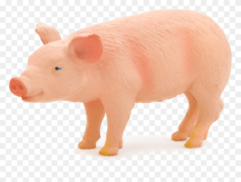 979x723 Animal Planet Piglet Animal Porco, Pig, Mammal, Hog HD PNG Download