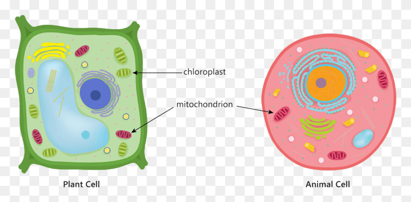 1299x589 Animal Plant Cell Mitochondria Chloroplast Respiration Plant And Animal Cells Photosynthesis Respiration, Food, Produce, Mouth HD PNG Download
