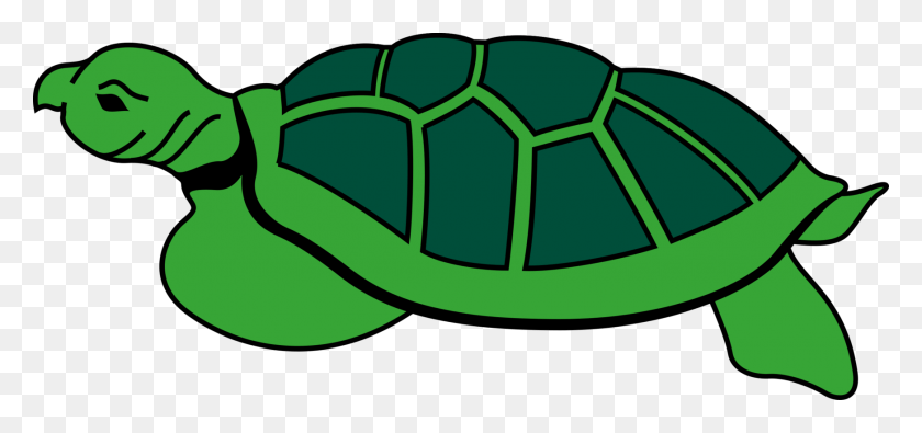 1742x750 Animal Reptile Tortoise Turtle Tortoise To Gambar Kura Kura Vektor, Soccer Ball, Ball, Football HD PNG Download