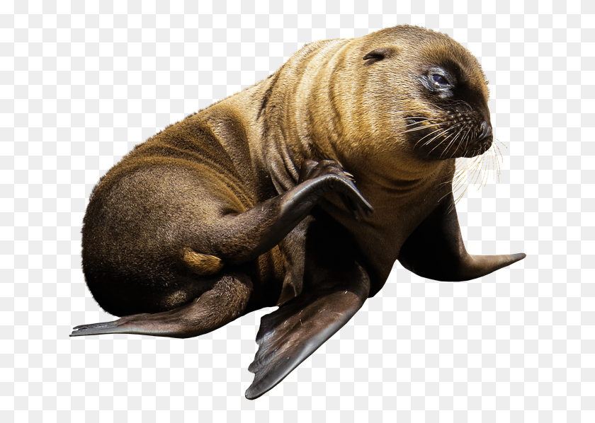 652x538 Морской Лев Морской Лев Lobos Marinos, Млекопитающее, Морская Жизнь, Тюлень Png Скачать
