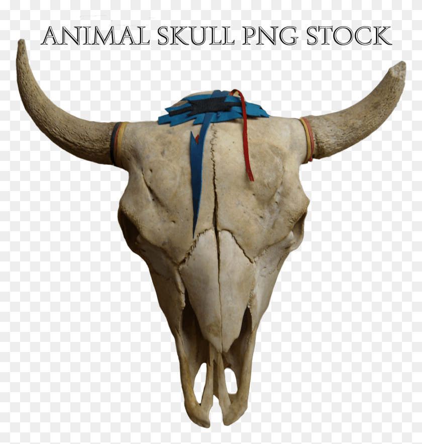 1480x1563 Animal Skull, Bull, Mammal, Longhorn HD PNG Download