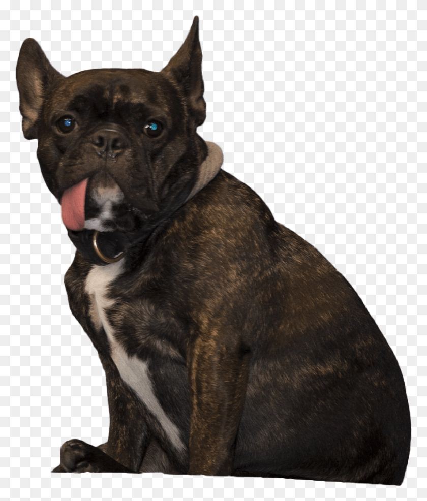 886x1052 Animala Perro Sentado, Mascota, Canino, Animal Hd Png