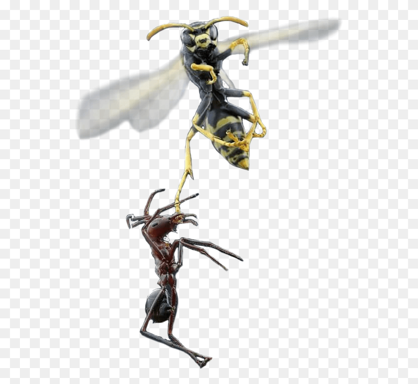 540x712 Animalant And Wasp Ant And Wasp, Bee, Insect, Invertebrate HD PNG Download