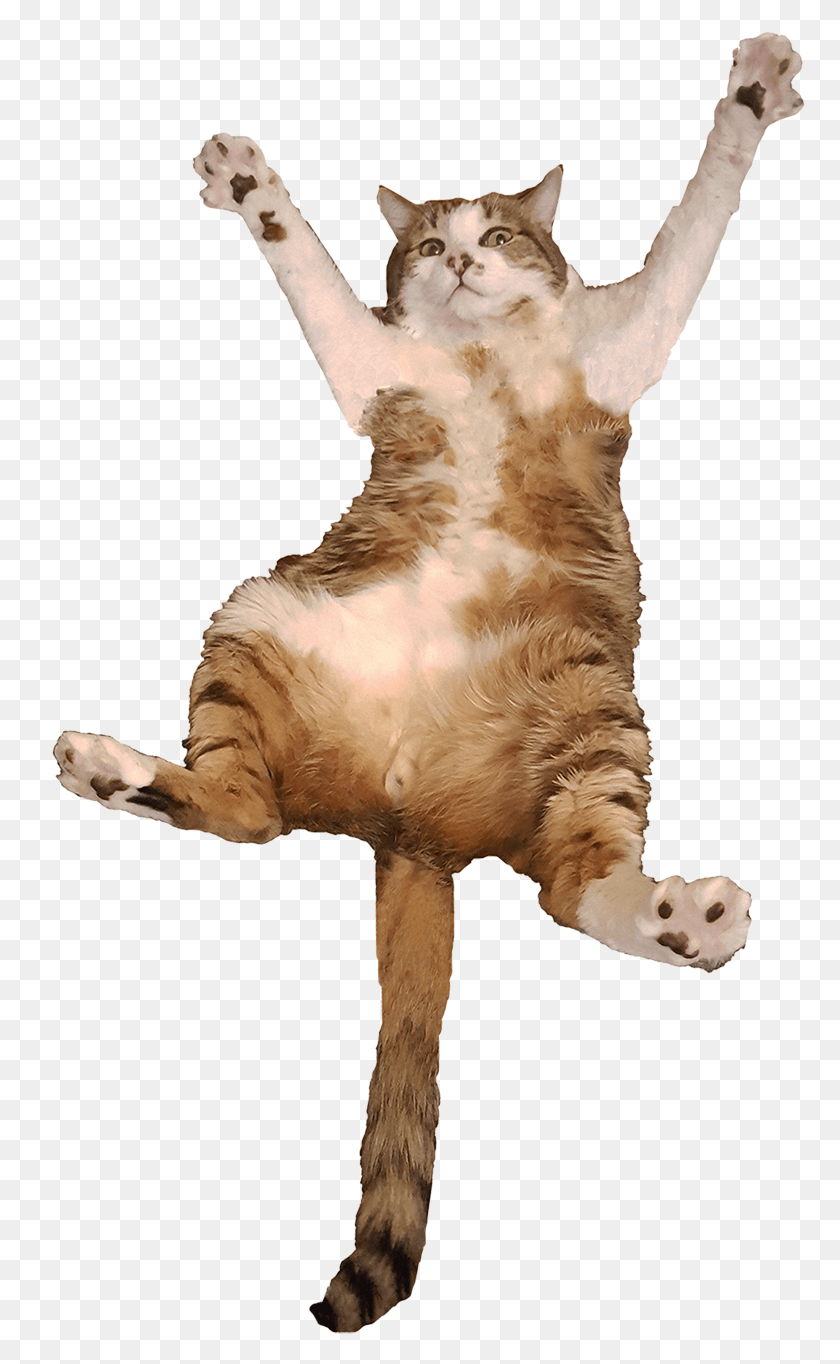 770x1304 Animalbig Cat Transparent Background Jumping Cat, Pet, Mammal, Animal HD PNG Download