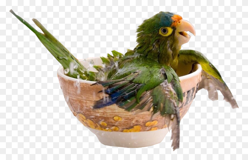 846x521 Animalbird Bath Happy Parrot, Bird, Animal, Beak HD PNG Download