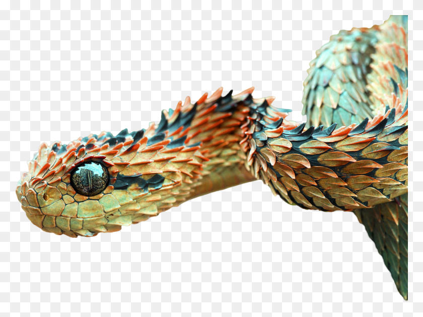 1054x770 Змея, Рептилия, Животное Png Скачать