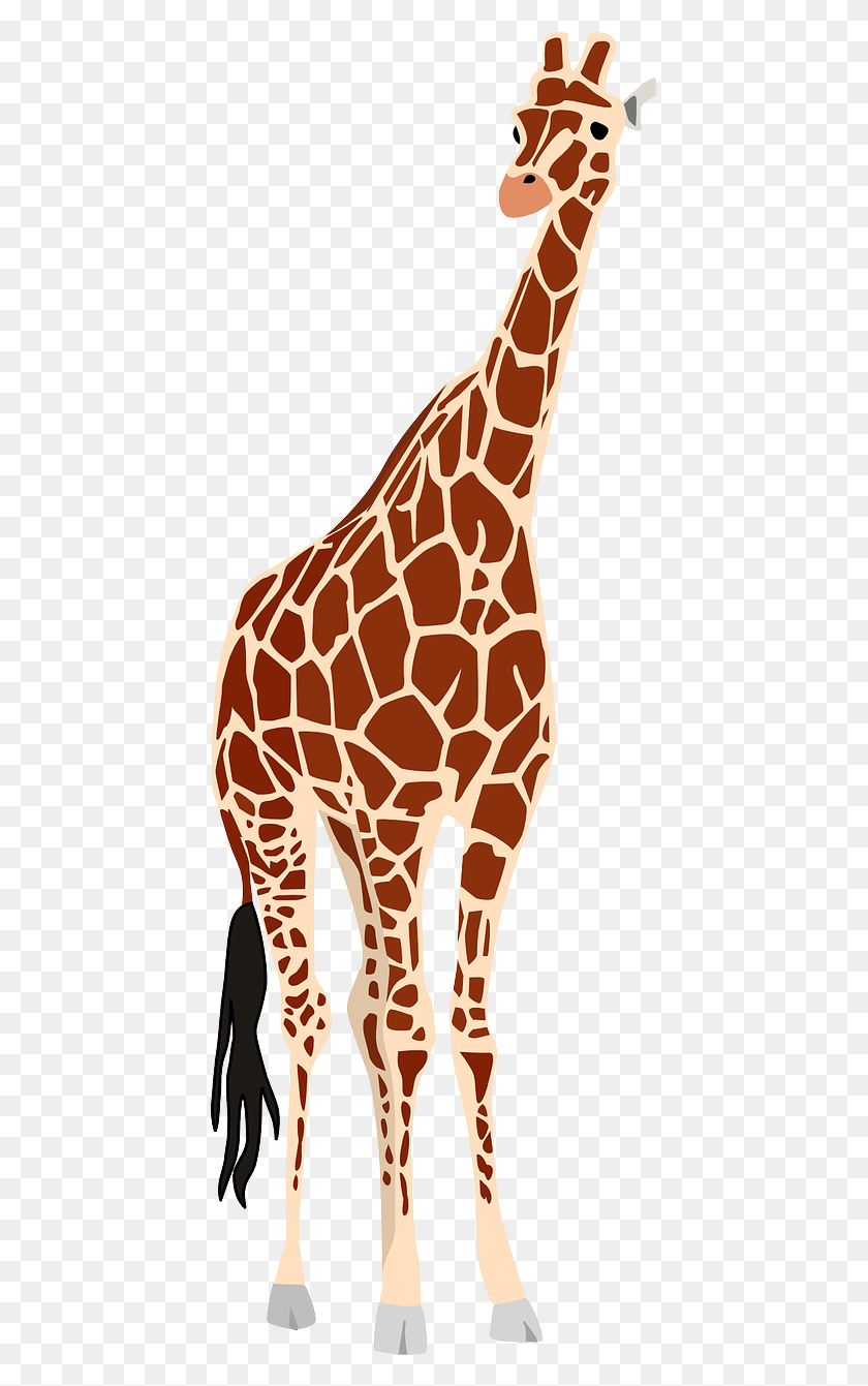 439x1281 Animales Africa, Giraffe, Wildlife, Mammal HD PNG Download