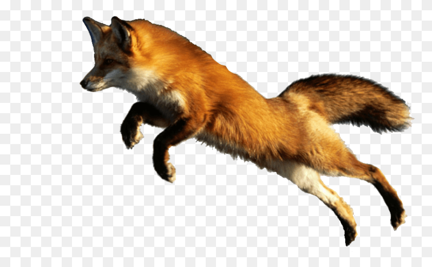 837x493 Animales Red Fox Jumping, Red Fox, Canine, Wildlife HD PNG Download