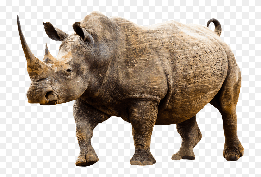 737x509 Animales Rhino Sexy, Wildlife, Mammal, Animal HD PNG Download