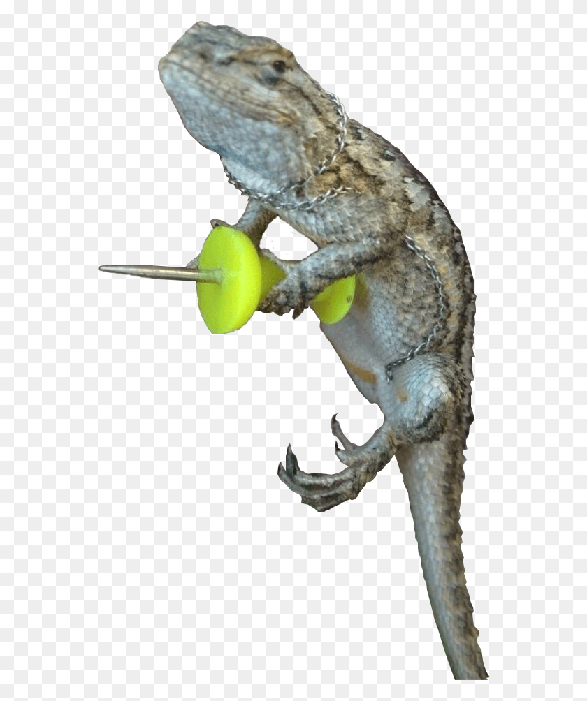 562x944 Animalghecko With A Push Pin Mess With Gecko Get The Pecko, Lizard, Reptile, Animal HD PNG Download