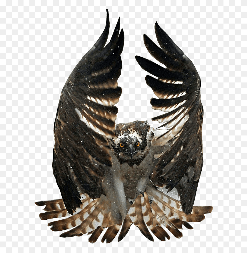610x799 Animalosprey Ornate Hawk Eagle Hunting, Bird, Animal, Cat HD PNG Download
