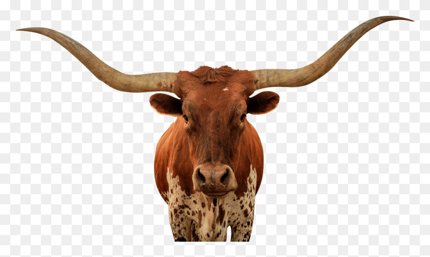 1569x893 Animalps Battle Bull, Longhorn, Cattle, Mammal HD PNG Download