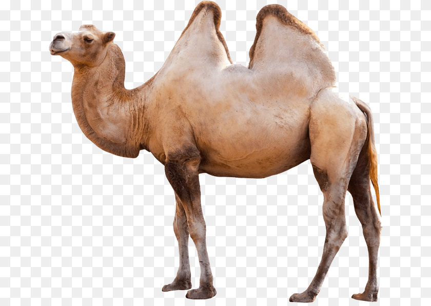 Animals, Animal, Camel, Mammal, Antelope PNG