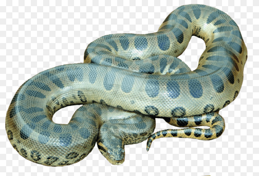 Animals Anaconda, Animal, Reptile, Snake Clipart PNG