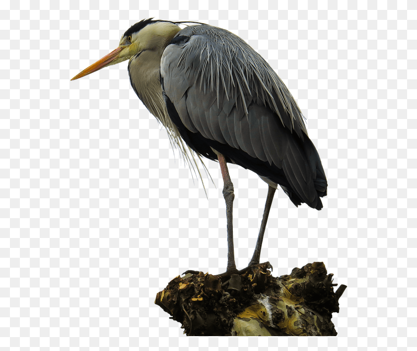 564x648 Animals Bird Heron Feather Isolated Hron, Animal, Waterfowl, Ardeidae HD PNG Download