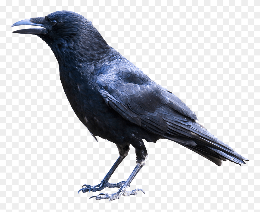 779x628 Animals Bird Raven Crow Black Wise Isolated American Crow, Animal, Blackbird, Agelaius HD PNG Download