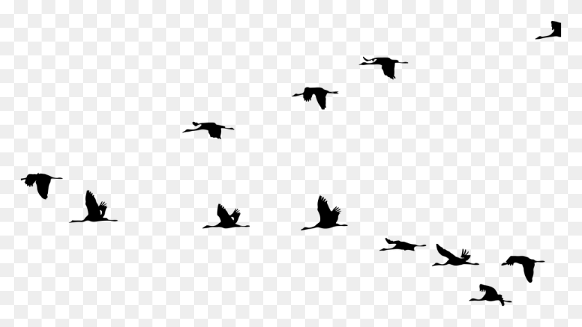 960x508 Animals Birds Cranes Flying Formation Silhouette Burung, Gray, World Of Warcraft HD PNG Download