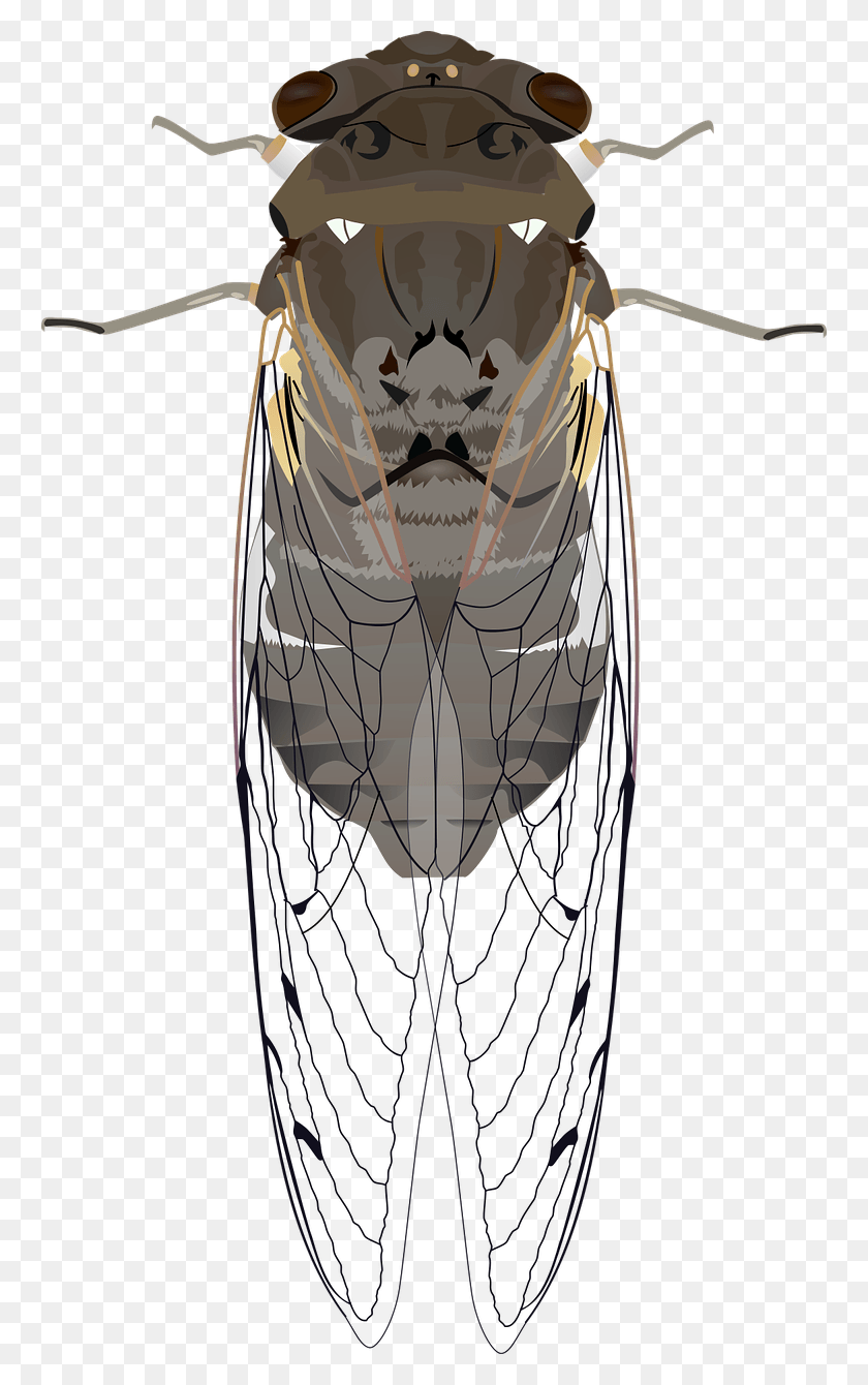 760x1280 Animals Bug Cicada Insect Wings Image Cicada Clipart, Invertebrate, Animal, Building HD PNG Download