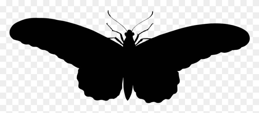 961x378 Animals Butterflies Butterfly Photo Butterflies Silhouette, Gray, World Of Warcraft HD PNG Download