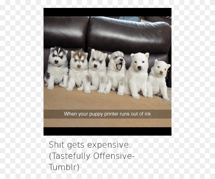 501x641 Animals Dogs And Funny Jokes Husky Ran Out Of Ink, Dog, Pet, Canine HD PNG Download