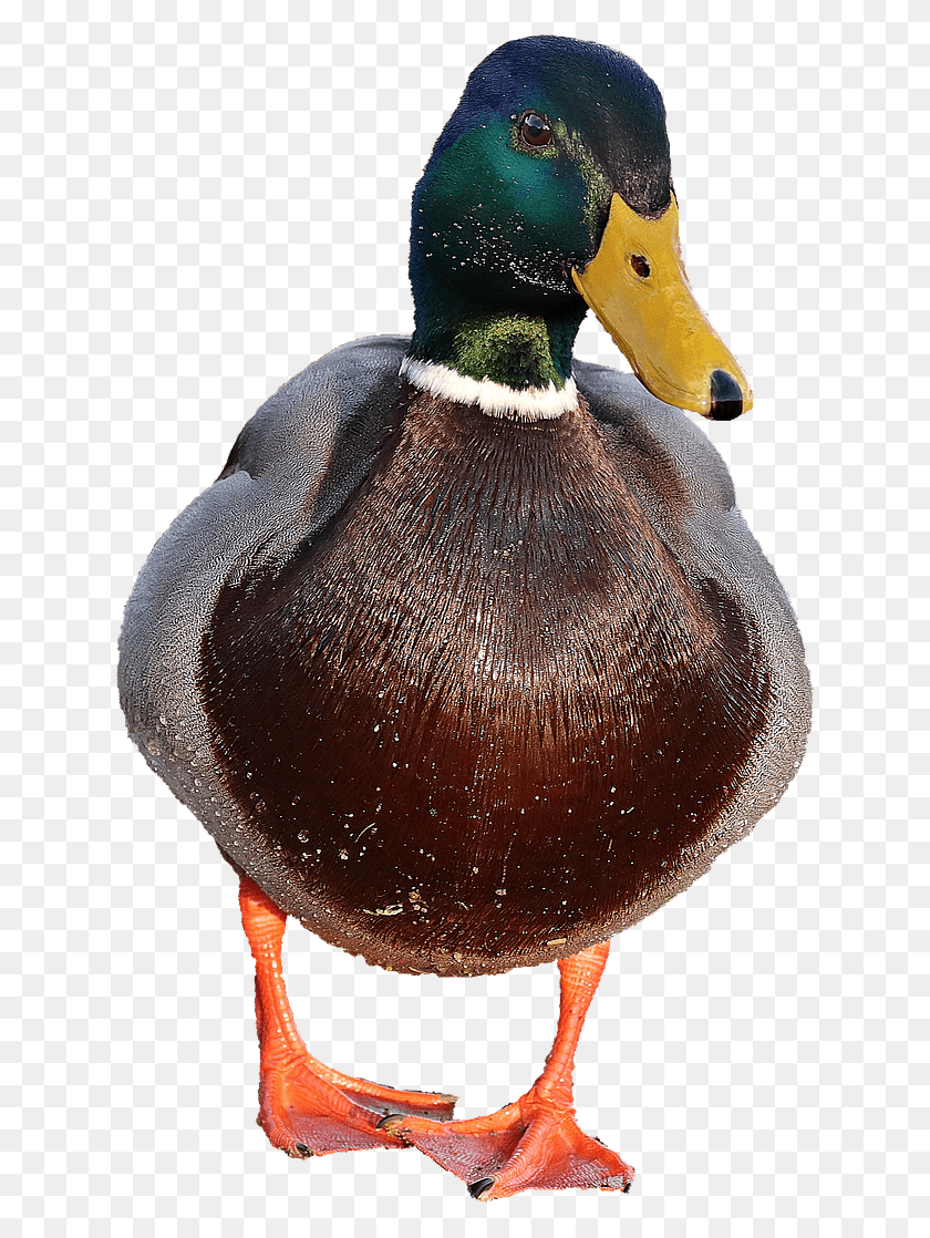 635x1058 Animals Ducks Ducks Transparent, Waterfowl, Bird, Animal HD PNG Download