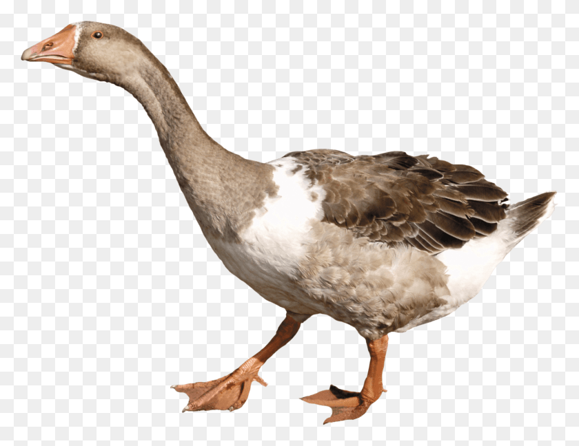 2490x1880 Animals Ducks Goose, Bird, Animal, Anseriformes HD PNG Download