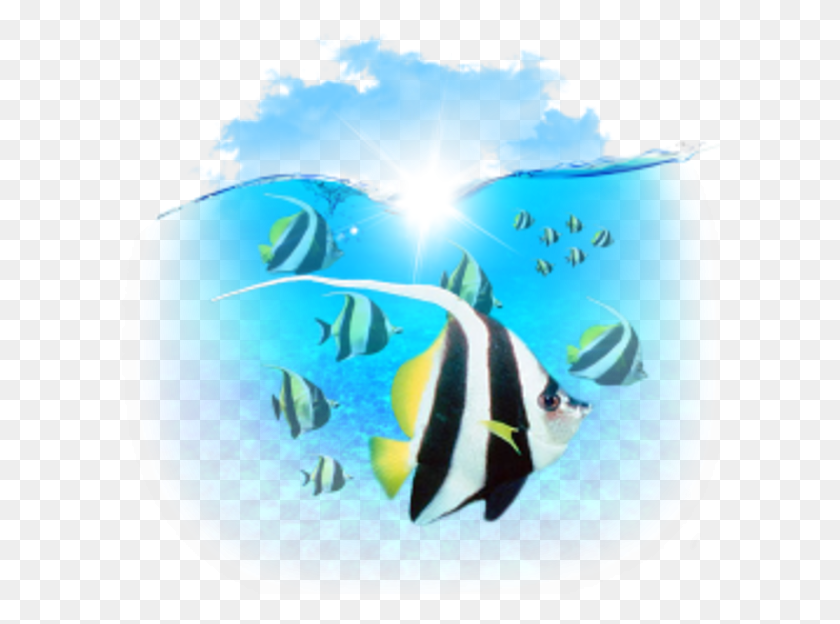 601x564 Животные Рыбы Значок Изображения Картинки, Вода, Ангел, Морская Жизнь Hd Png Скачать
