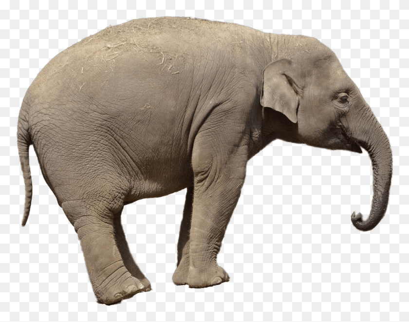 965x744 Животные Гамбар Гаджах Фон Путих, Слон, Дикая Природа, Млекопитающее Hd Png Скачать