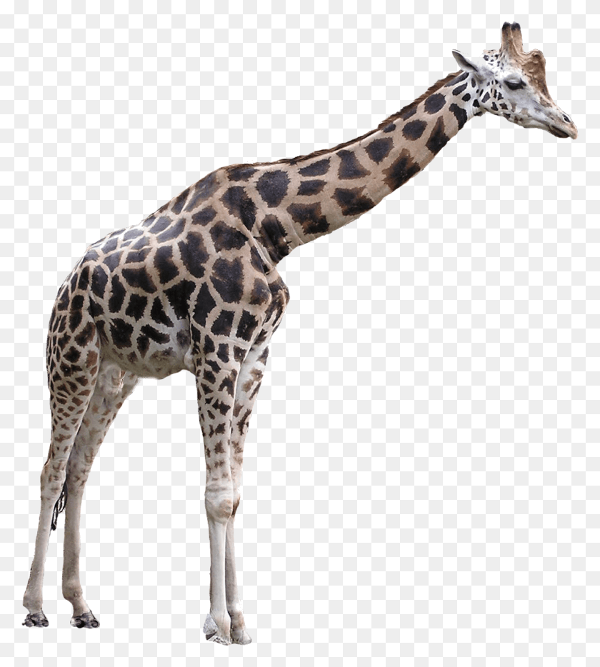 1134x1272 Animals Giraffes Giraffe, Wildlife, Mammal, Animal HD PNG Download