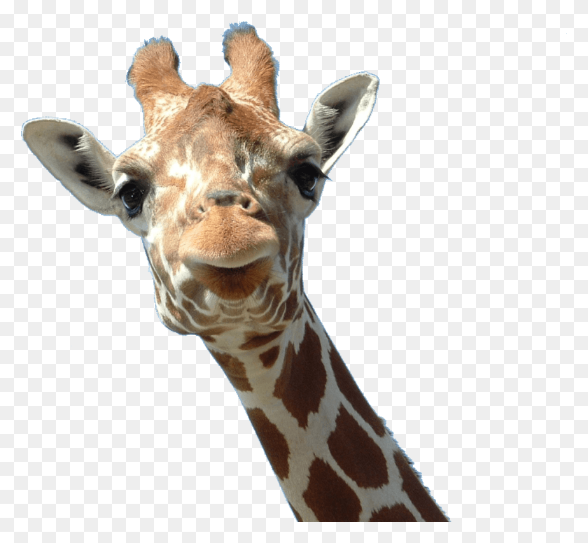 1163x1069 Animals Giraffes Giraffe With Big Ears, Wildlife, Mammal, Animal HD PNG Download