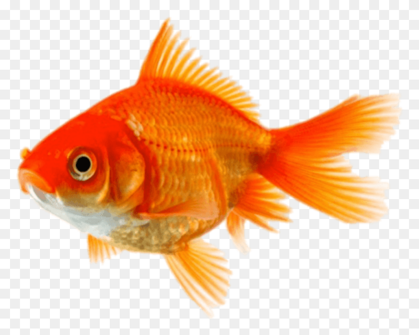 958x754 Animals Goldfish Gold Fish, Animal HD PNG Download