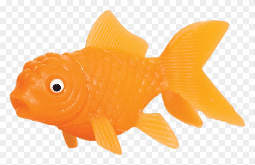 796x493 Животные Золотая Рыбка Игрушка, Рыба, Животное, Гриб Hd Png Скачать