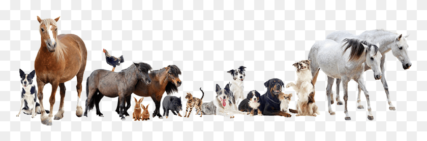 1135x320 Animals Group Farm Animals And Pets, Cow, Cattle, Mammal HD PNG Download