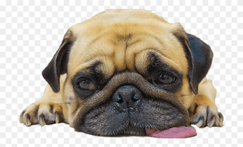 714x451 Animals Pugs Pug At The Dentist, Dog, Pet, Canine HD PNG Download