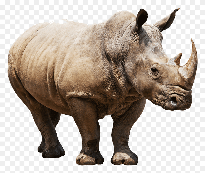 1271x1058 Animals Rhinoceros Rhino, Wildlife, Mammal, Animal HD PNG Download