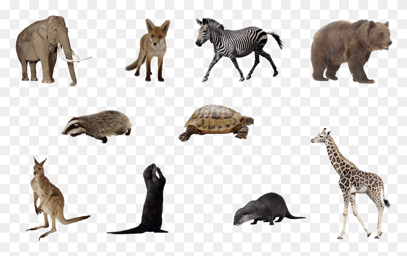 2133x1281 Animals Set By Mossi889 D4uye4q Animals, Tortoise, Turtle, Reptile HD PNG Download