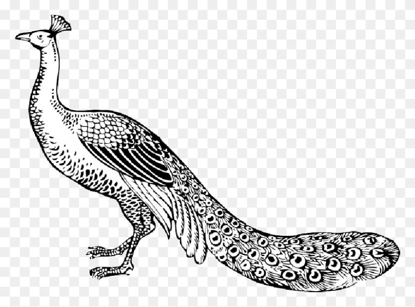 800x576 Animales Dibujo De Dibujos Animados Aves Pájaro Largo Pavo Real Imagen En Blanco Y Negro De Pavo Real, Animal, Buitre Hd Png