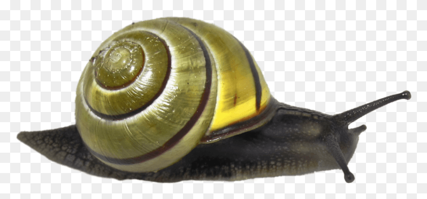 797x339 Animals Snails Snail Green Transparent, Invertebrate, Animal, Bird HD PNG Download