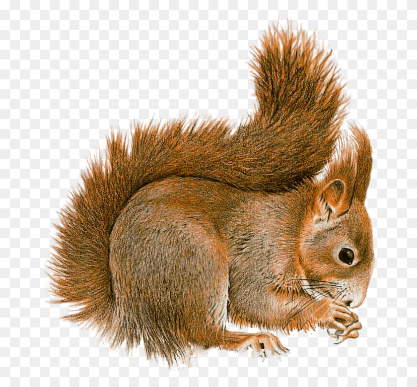 674x720 Animals Squirrel Gif, Rodent, Mammal, Animal HD PNG Download