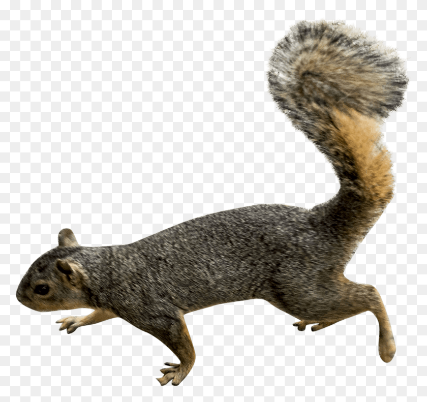 1800x1689 Animals Squirrels Squirrel, Animal, Rodent, Mammal HD PNG Download