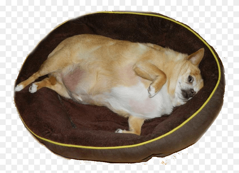 761x549 Animals Without Neck Meme Fat Chihuahua, Dog, Pet, Canine HD PNG Download