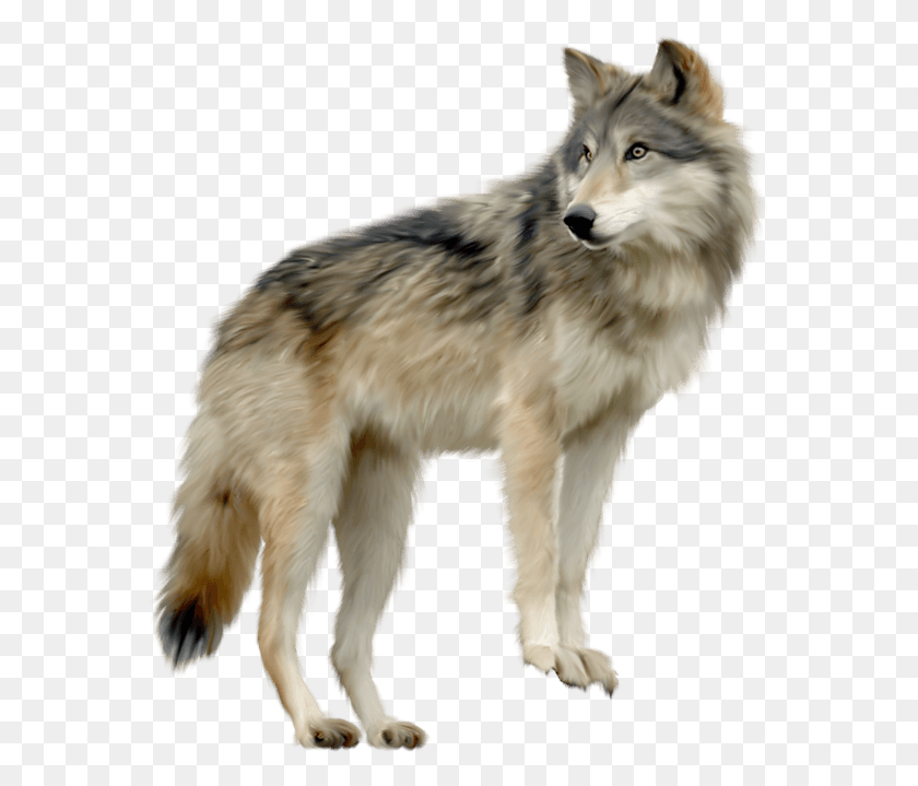 573x659 Animals Wolf, Mammal, Animal, Dog HD PNG Download