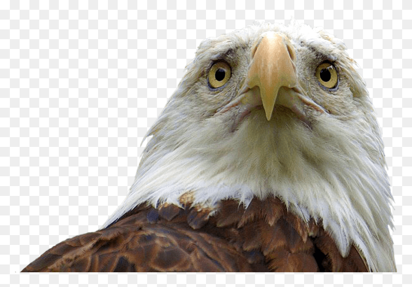 908x613 Animalsad Bald Eagle Cowboys Beat The Eagles, Eagle, Bird, Animal HD PNG Download