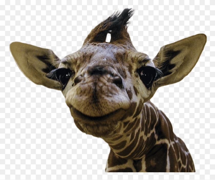 967x795 Животныеулыбающийся Детеныш Жирафа, Дикая Природа, Животное, Млекопитающее Hd Png Скачать