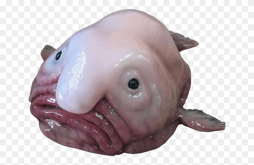 652x485 Animalthe Infamous Blobfish Blob Fish Cut Out, Pig, Mammal, Animal HD PNG Download