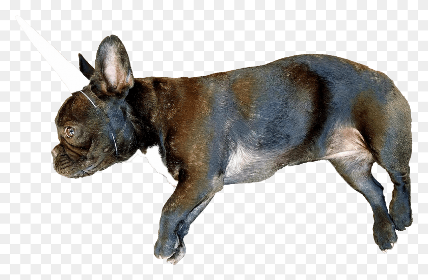 1500x945 Animalthis Cachorro De Bulldog Francés Con Un Cuerno De Unicornio Bulldog Francés, Mascota, Animal, Canino Hd Png