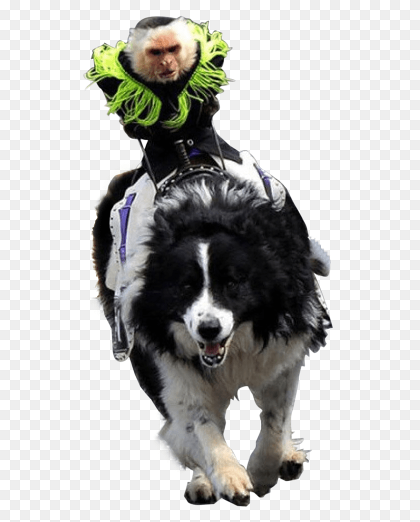 509x984 Animalthis Intense Monkey Riding Illegal Lego Building Techniques Meme, Animal, Mammal, Canine HD PNG Download