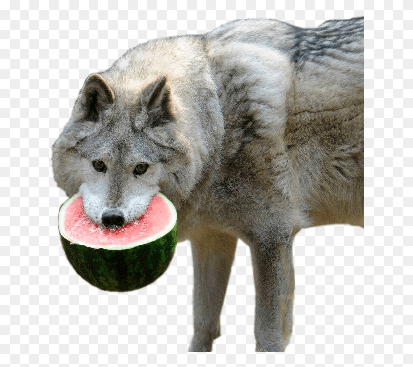 643x686 Animalwolf With Half Of A Watermelon Wolf Watermelon, Dog, Pet, Canine HD PNG Download
