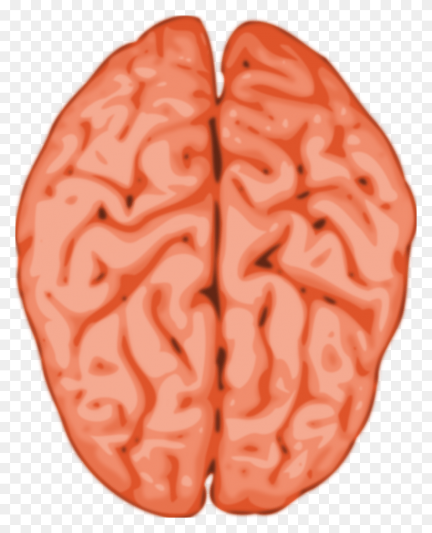 1918x2400 Animated Brain Images Brain Clip Art, Plant, Pattern, Food HD PNG Download