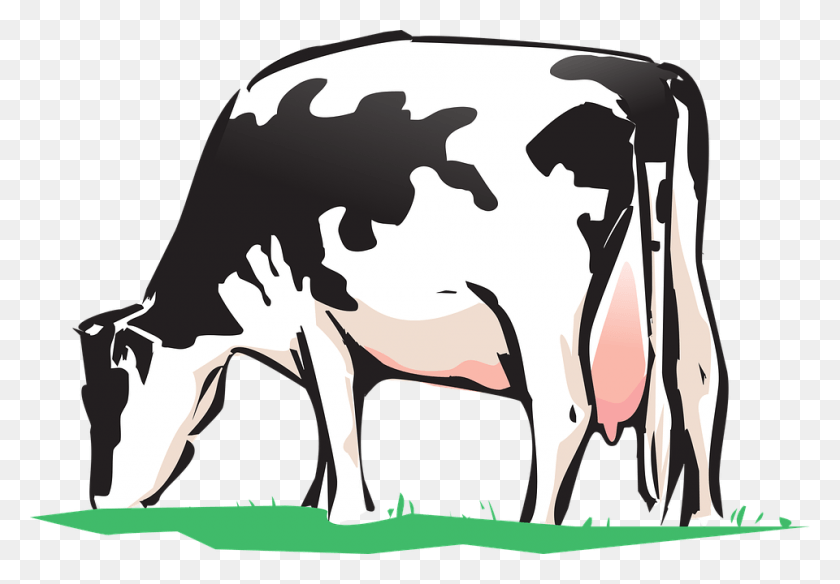 960x646 Animated Cows Pictures 25 Buy Clip Art Cow Drinking Water Clipart, Cattle, Mammal, Animal HD PNG Download
